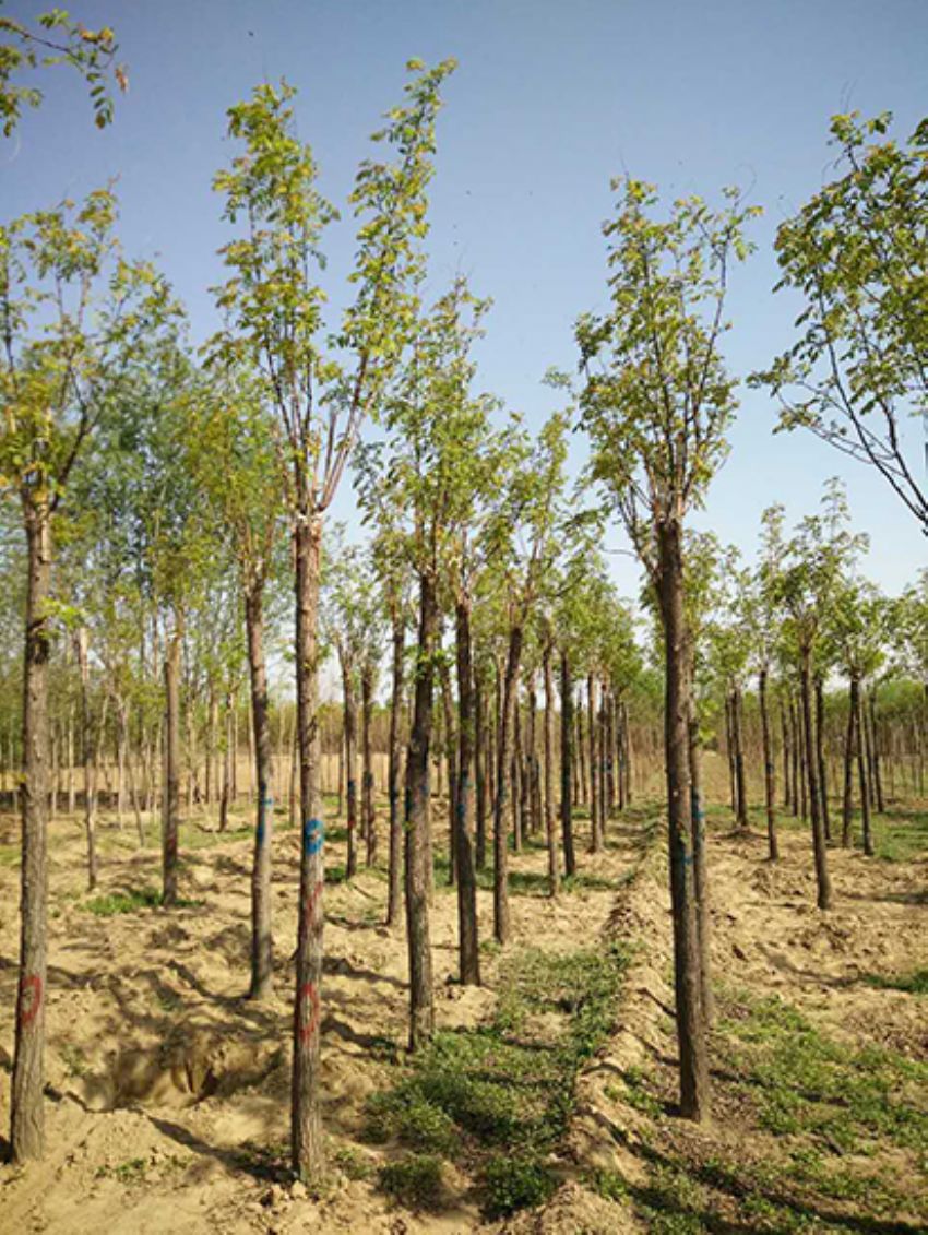 點擊查看詳細信息<br>標題：香花槐 閱讀次數：3578